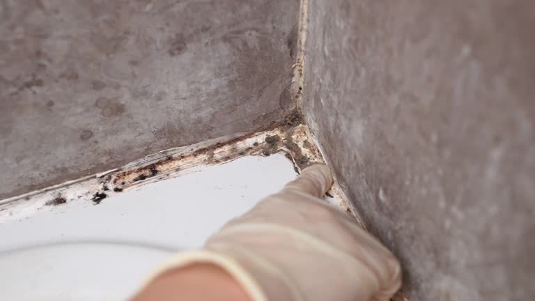 Best Industrial Mold Remediation  in Sanibel, FL